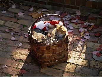 《幽灵诡计：幻影侦探》今夏登陆PS4|XB1|Switch|PC